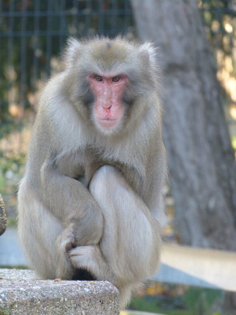 red face macaque, macaca fuscata, monkeys